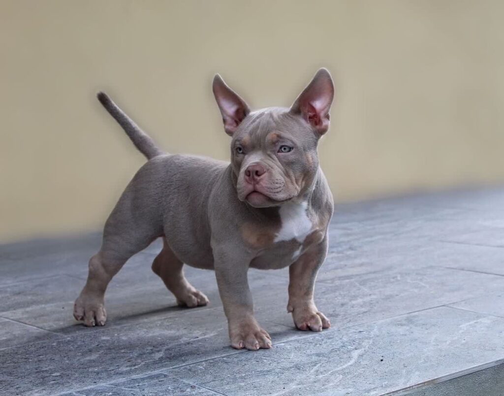 Bully puppy