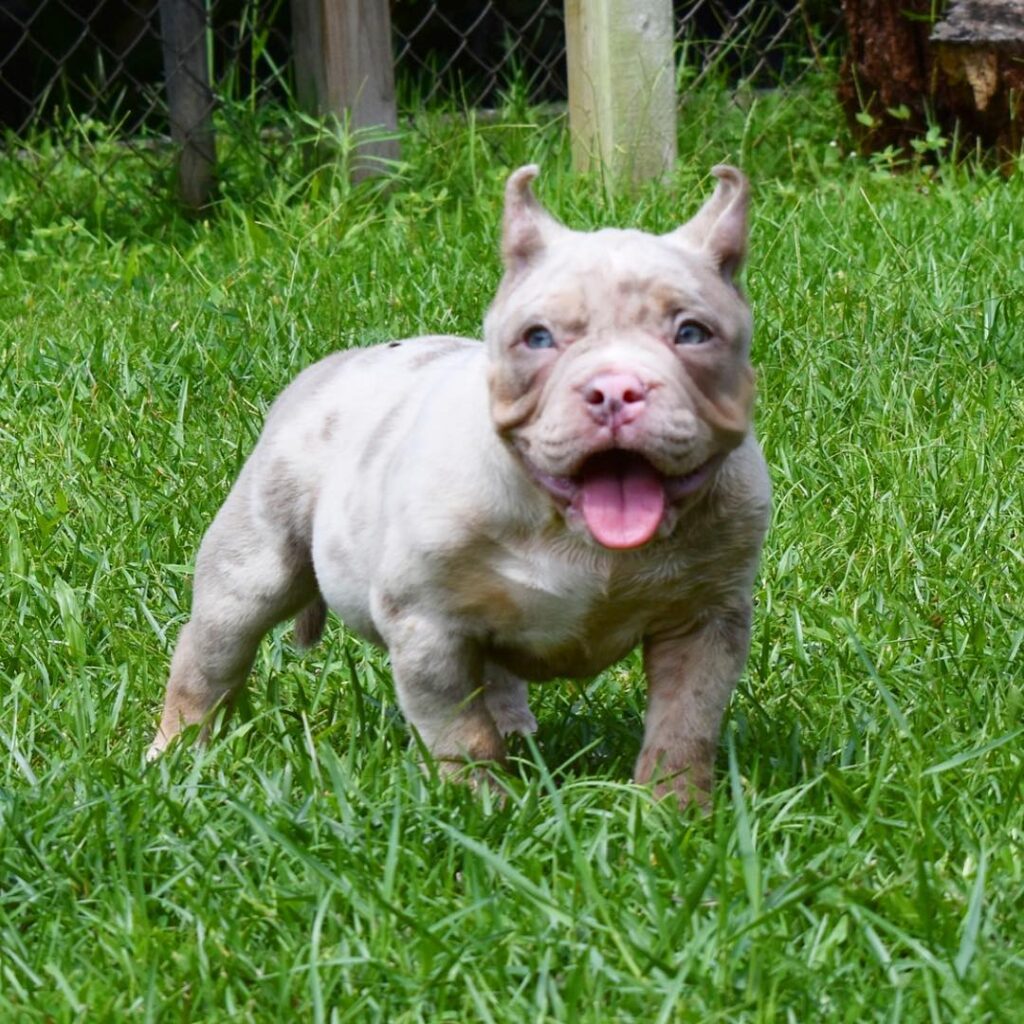 American pocket bully