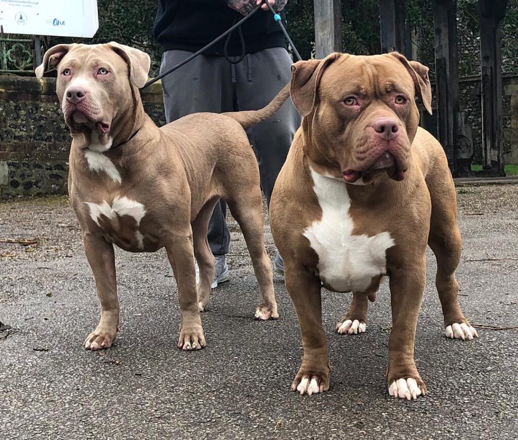 American Bully puppy