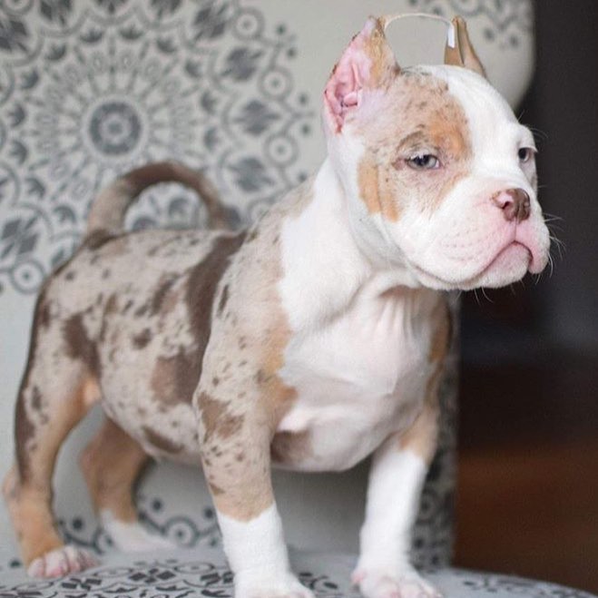 American pocket bully