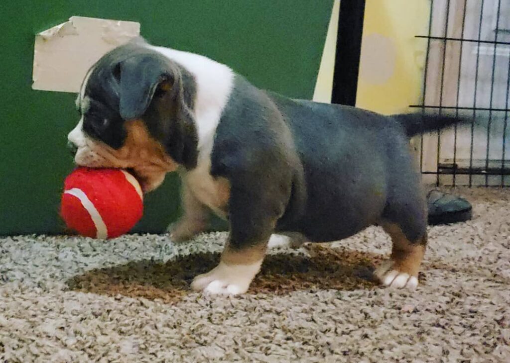 American pocket bully