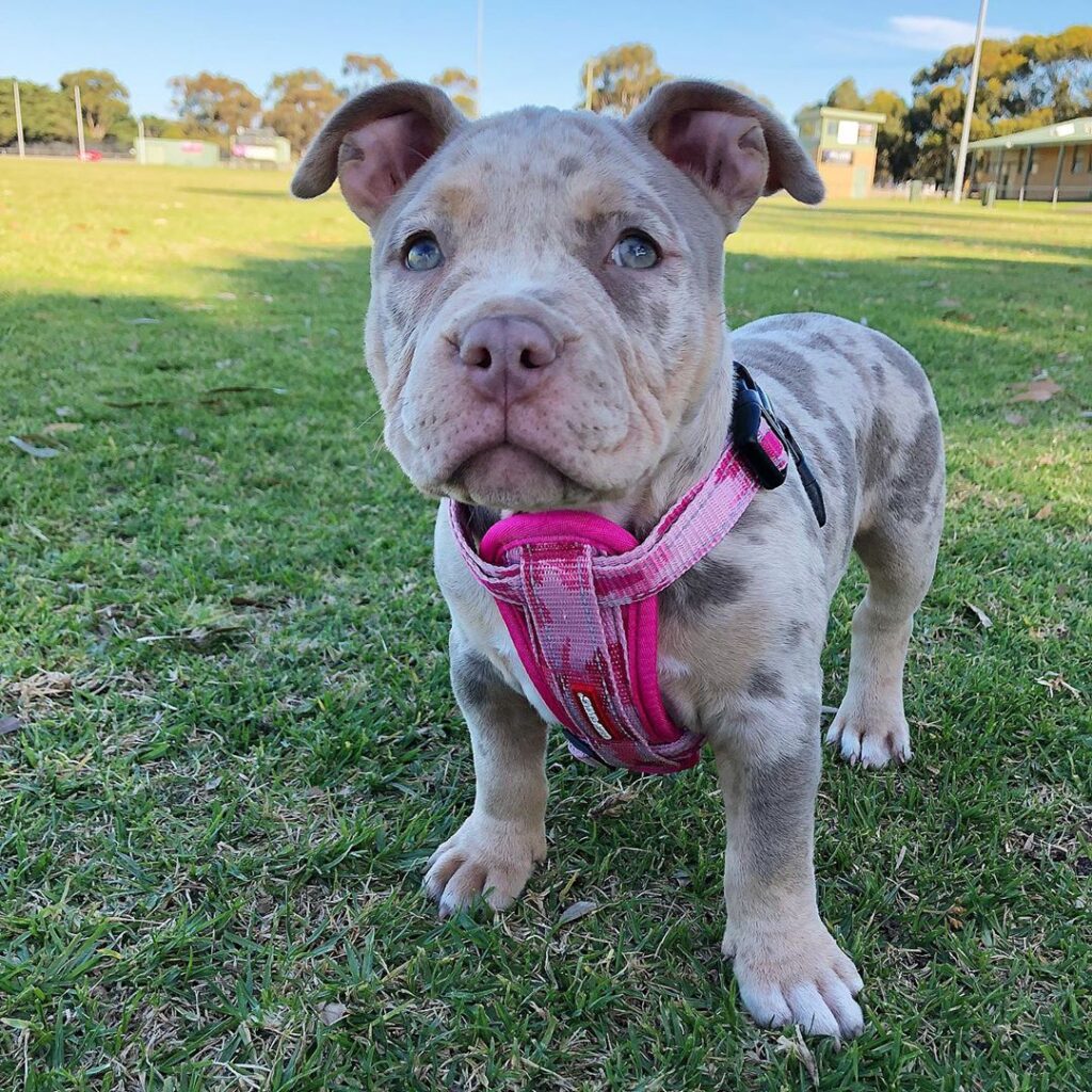 American Pocket bully
