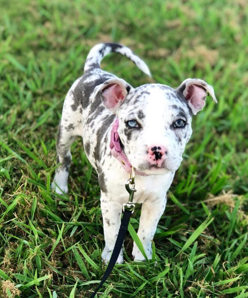 American Standard bully