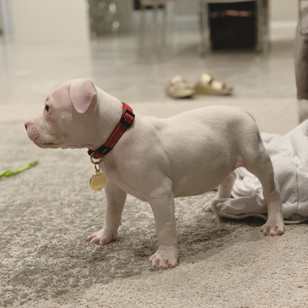 American standard bully puppy