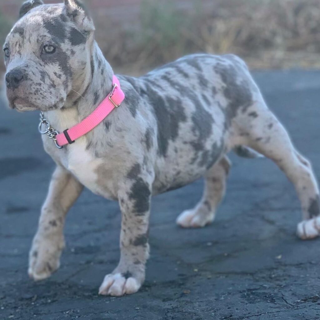 American standard Bully puppy