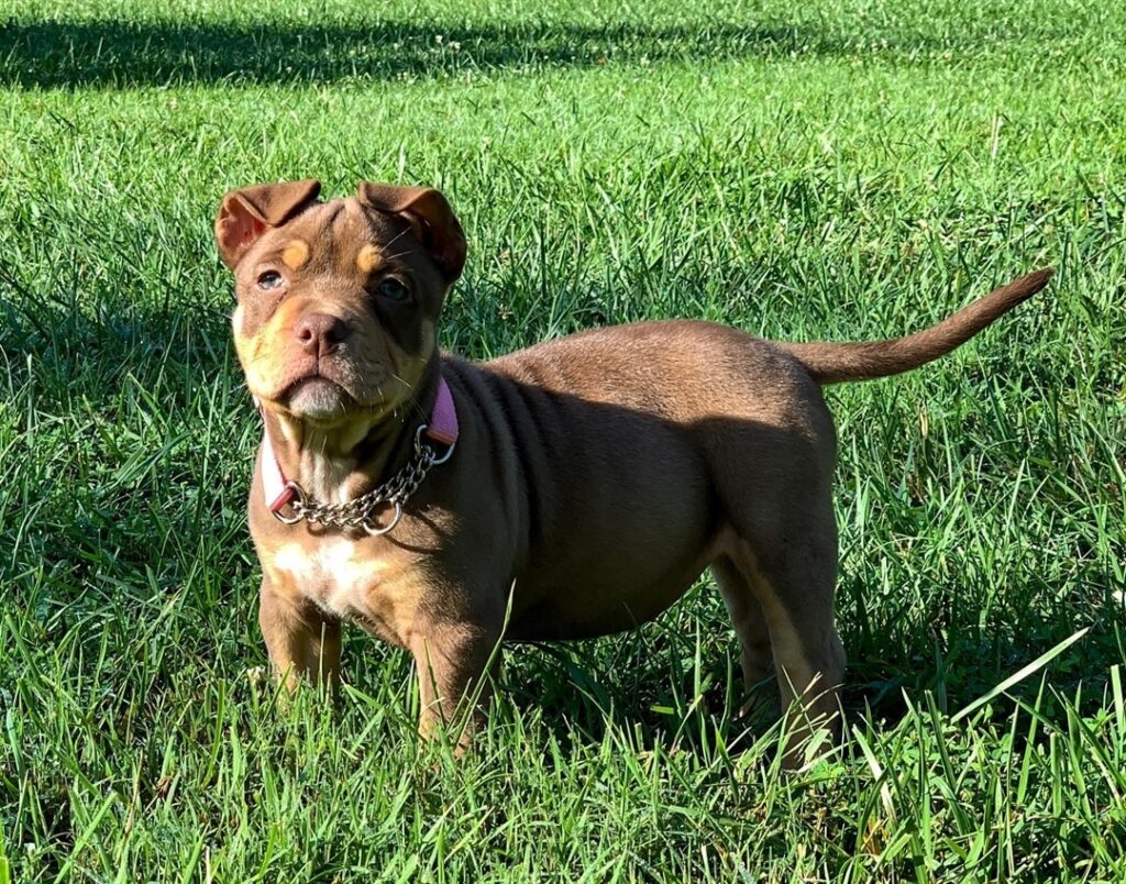 Pocket bully