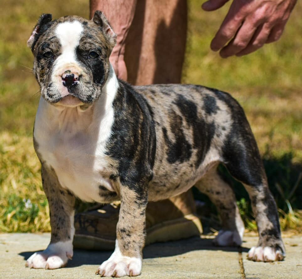 Standard American bully