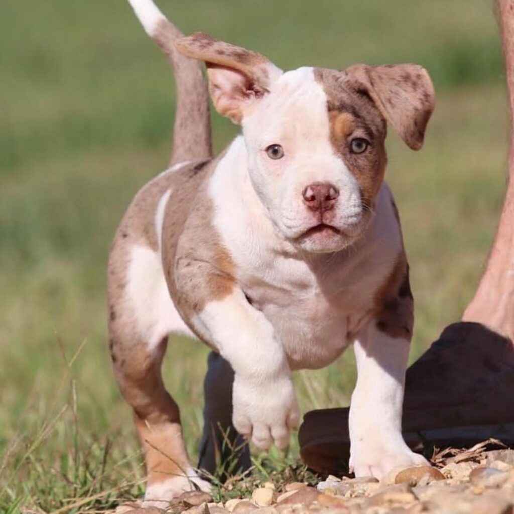 American bully puppy