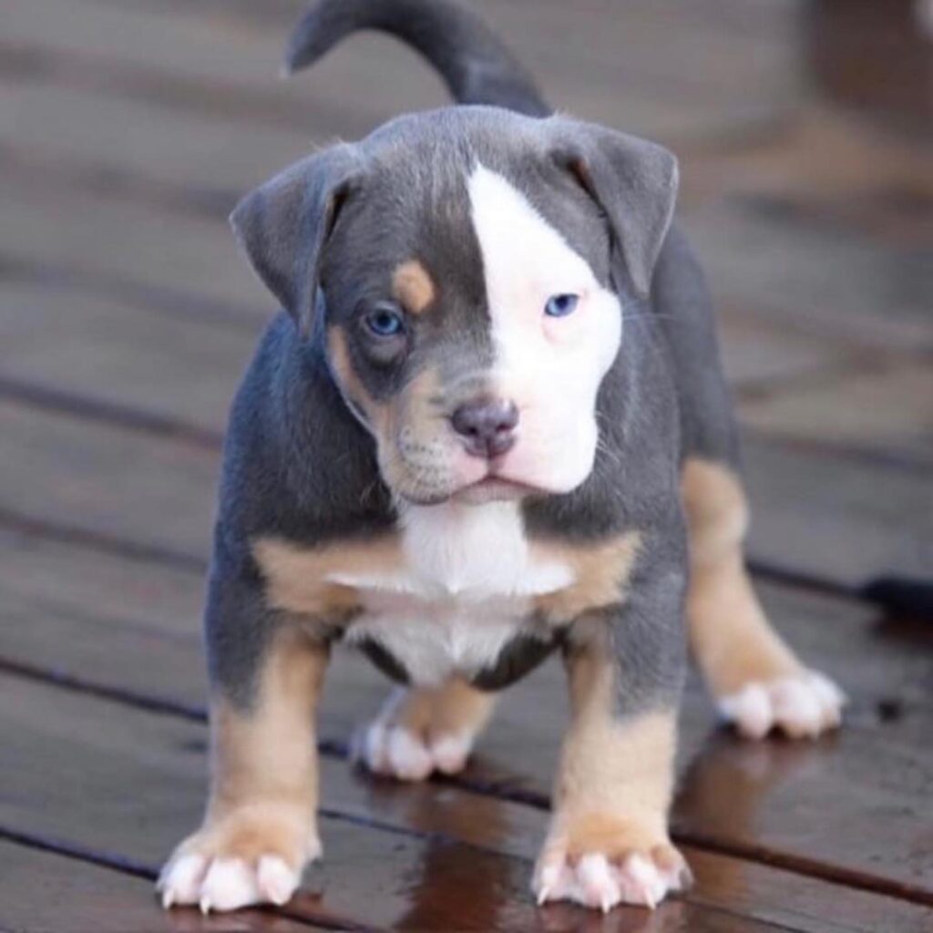 American Bully puppy