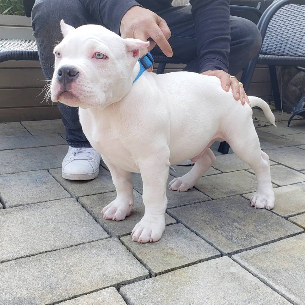 Standard American bully