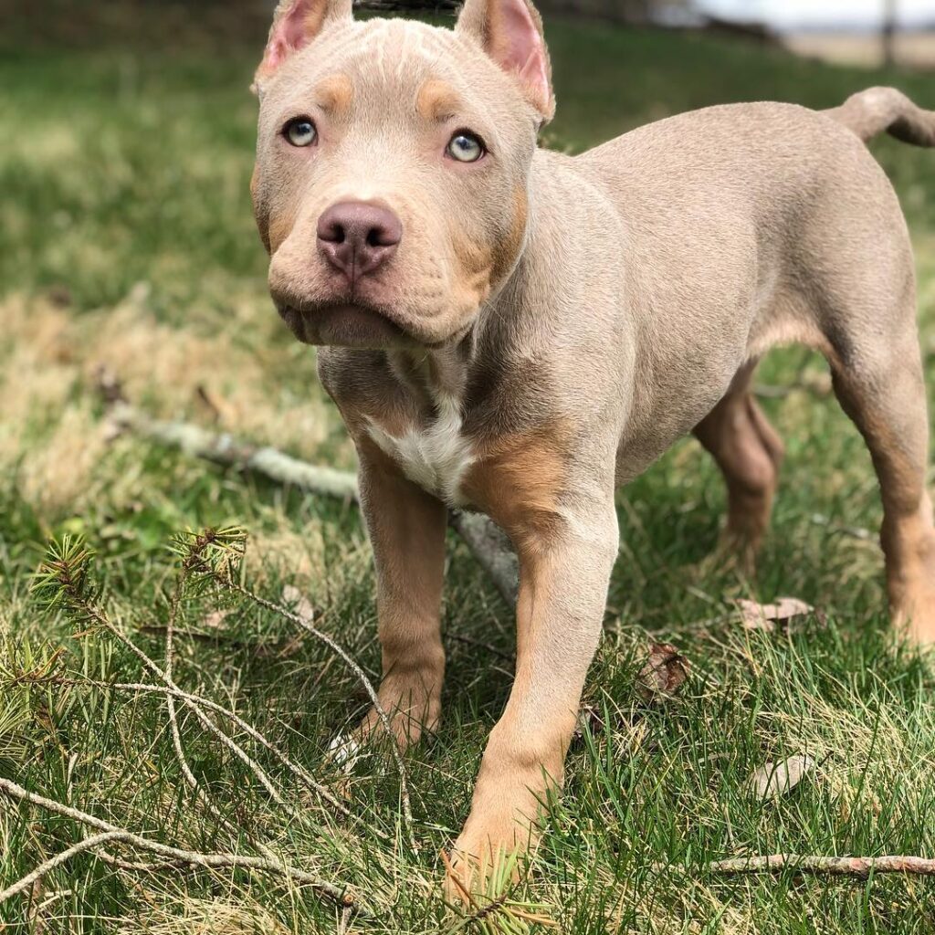 American XL Bully