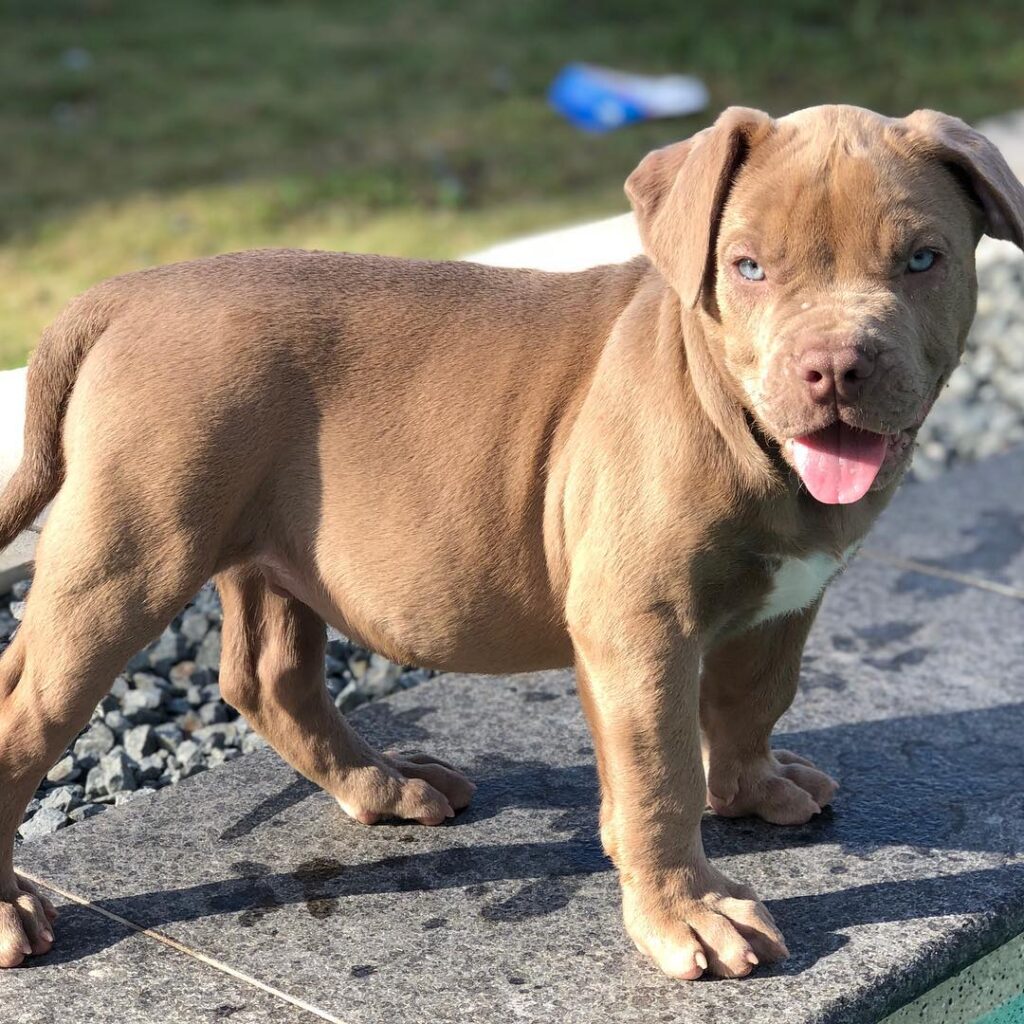 XL American Bully
