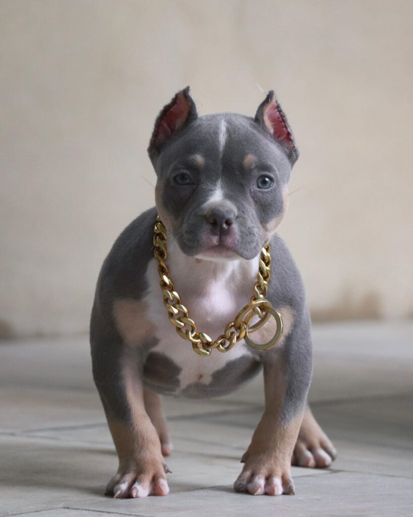 Pocket bully puppy
